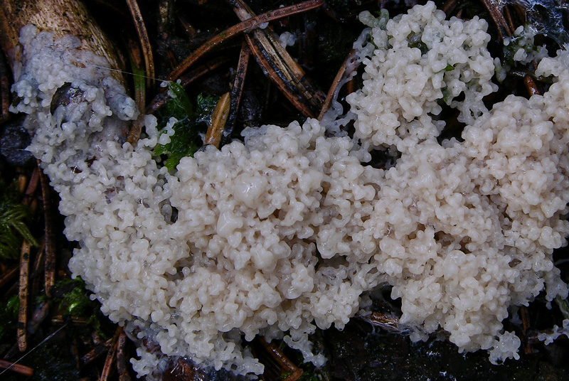 Mucilago crustacea P. Micheli ex F.H. Wigg.(PROVA)